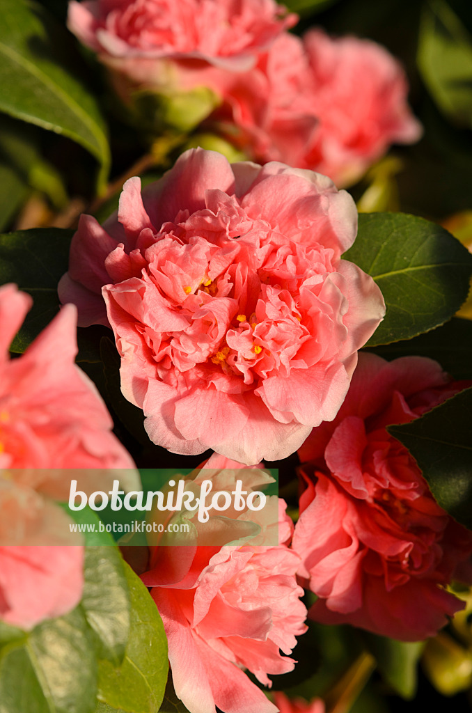 518135 - Japanese camellia (Camellia japonica 'Madame Martin Cachet')