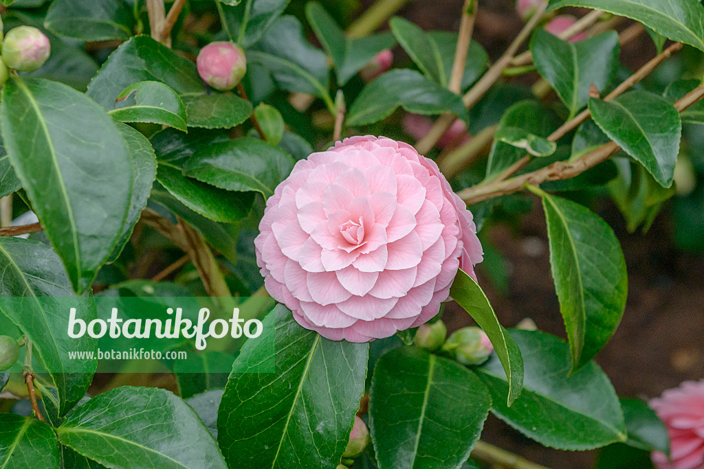 558051 - Japanese camellia (Camellia japonica 'Otome' syn. Camellia japonica 'Frau Minna Seidel')