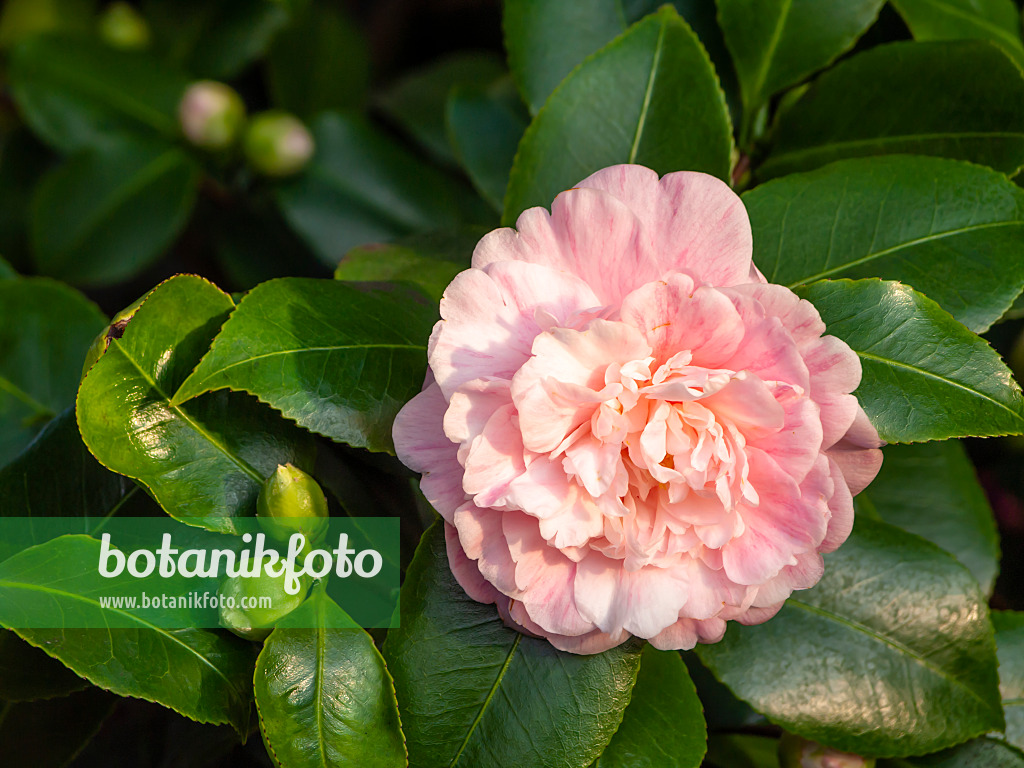 433195 - Japanese camellia (Camellia japonica 'Prinz Albert')