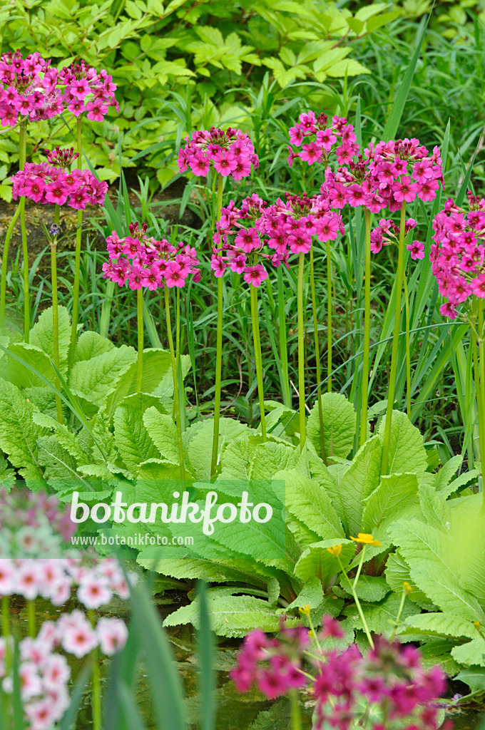 472064 - Japanese candelabra primrose (Primula japonica)