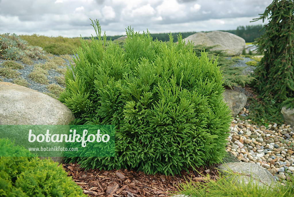 535397 - Japanese cedar (Cryptomeria japonica 'Kai-Suki')