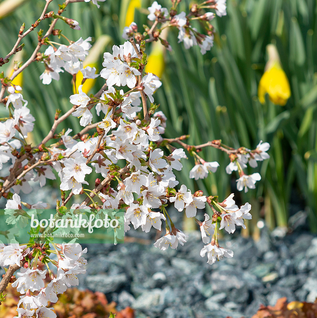 616287 - Japanese cherry (Prunus incisa 'Kojou-no-mai')