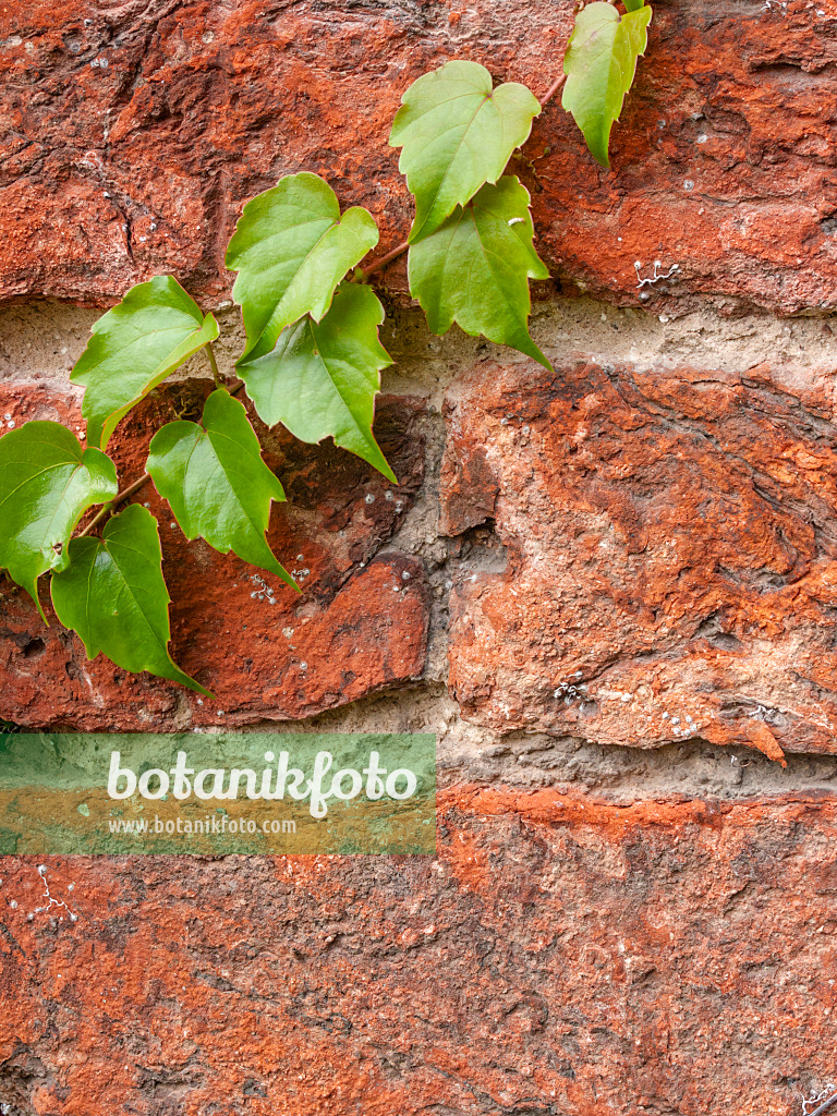 415072 - Japanese creeper (Parthenocissus tricuspidata)
