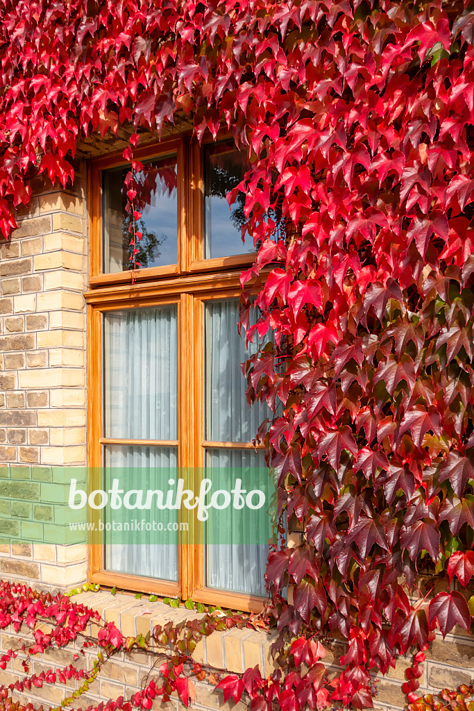 453011 - Japanese creeper (Parthenocissus tricuspidata)