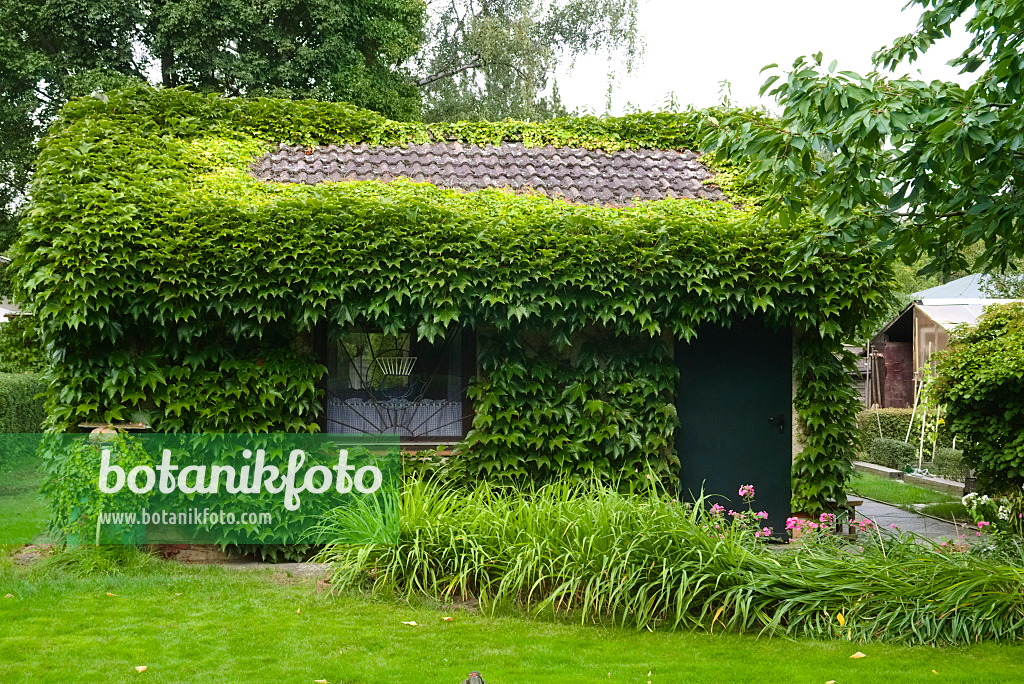 670021 - Japanese creeper (Parthenocissus tricuspidata) on a garden house