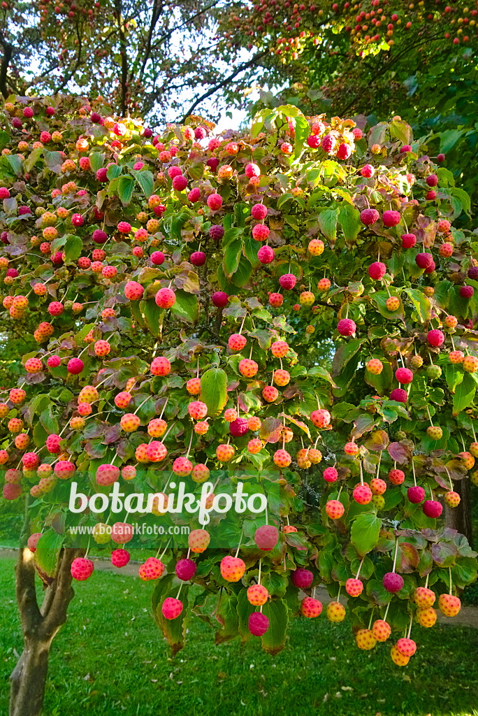 670022 - Japanese dogwood (Cornus kousa)