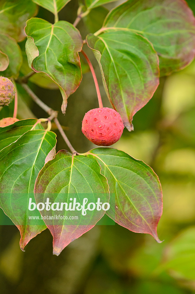 525060 - Japanese dogwood (Cornus kousa 'China Girl')