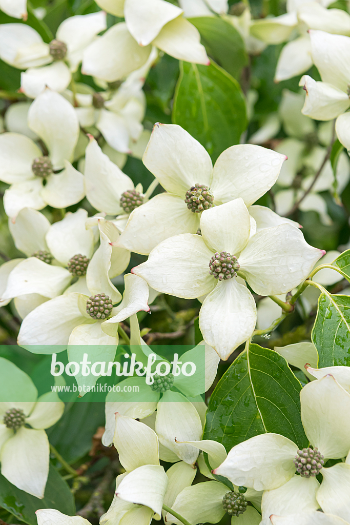 664095 - Japanese dogwood (Cornus kousa 'China Girl')