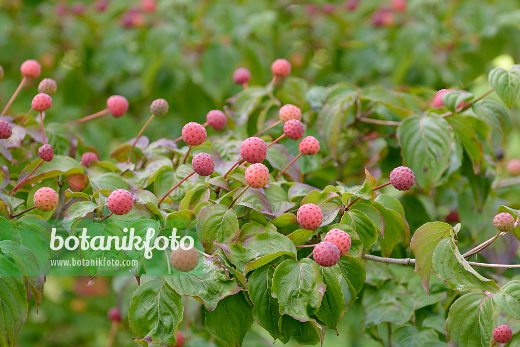 547123 - Japanese dogwood (Cornus kousa 'Satomi')