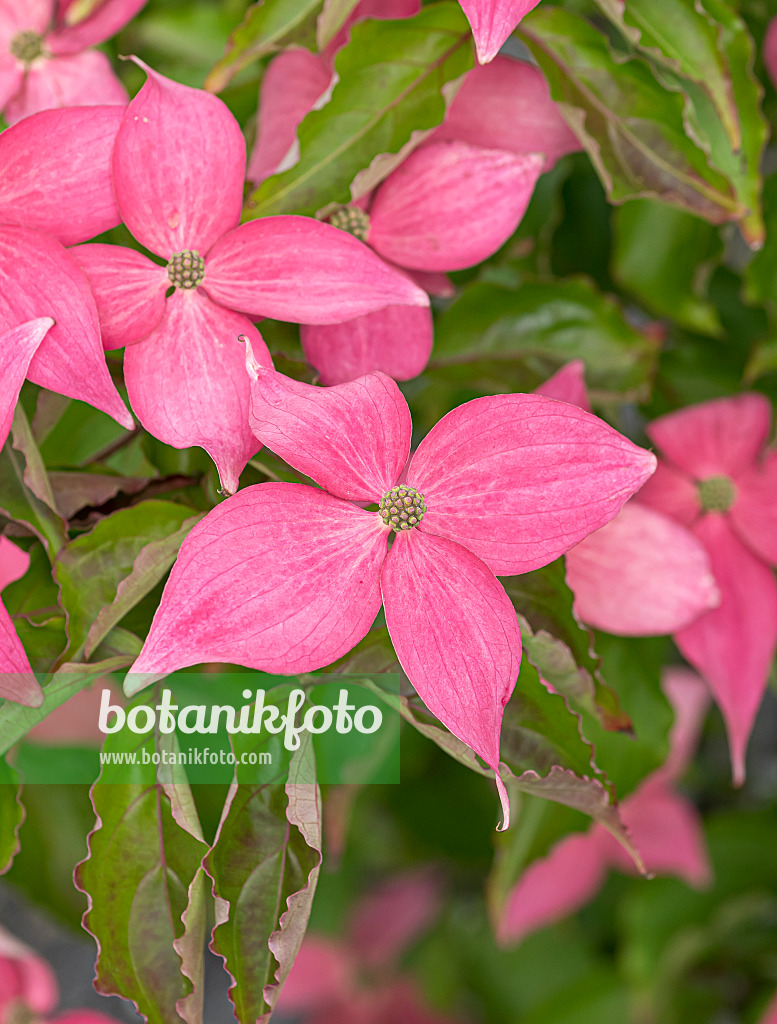 651181 - Japanese dogwood (Cornus kousa 'Scarlet Fire')
