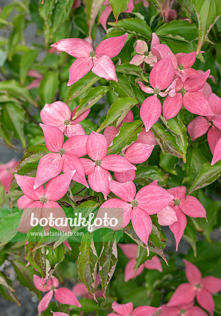 651182 - Japanese dogwood (Cornus kousa 'Scarlet Fire')