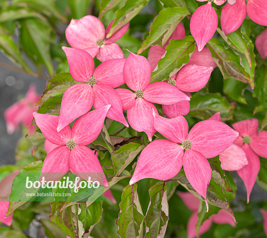 651183 - Japanese dogwood (Cornus kousa 'Scarlet Fire')