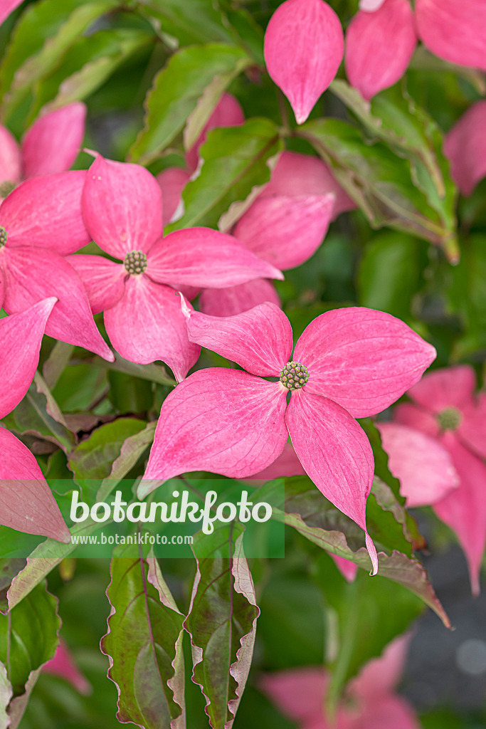 651184 - Japanese dogwood (Cornus kousa 'Scarlet Fire')
