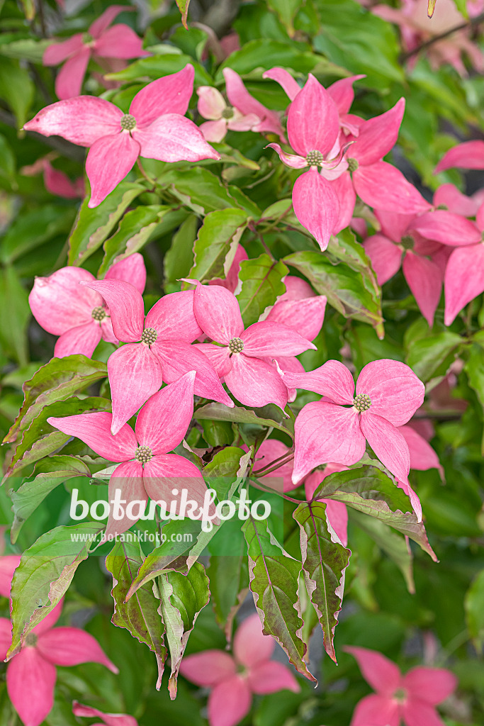 651185 - Japanese dogwood (Cornus kousa 'Scarlet Fire')