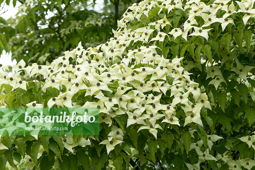 664096 - Japanese dogwood (Cornus kousa 'Schmetterling')