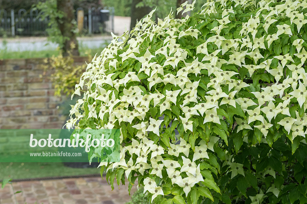 664097 - Japanese dogwood (Cornus kousa 'Schmetterling')