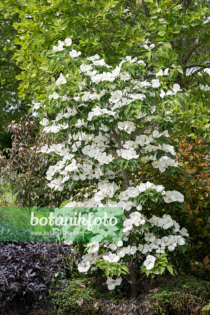 664093 - Japanese dogwood (Cornus kousa 'Venus')