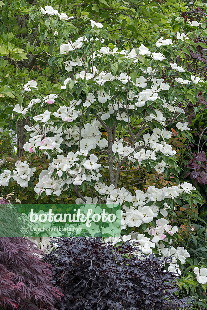 664094 - Japanese dogwood (Cornus kousa 'Venus')