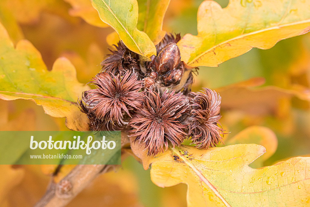 651457 - Japanese emperor oak (Quercus dentata 'Carl Ferris Miller')