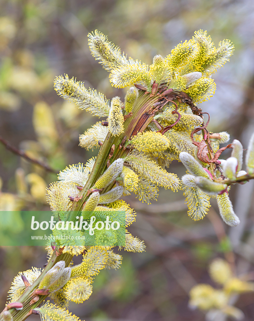 664417 - Japanese fantail willow (Salix udensis 'Sekka')