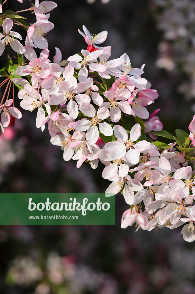 543059 - Japanese flowering crab apple (Malus floribunda)