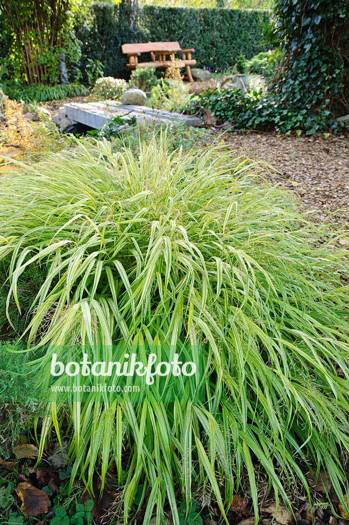 477014 - Japanese forest grass (Hakonechloa macra)