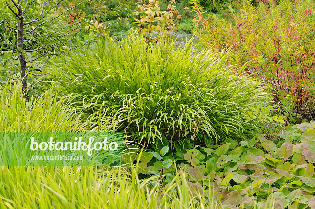 488066 - Japanese forest grass (Hakonechloa macra)