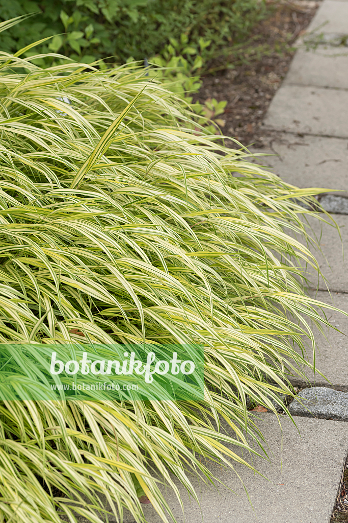 664157 - Japanese forest grass (Hakonechloa macra 'Aureola')