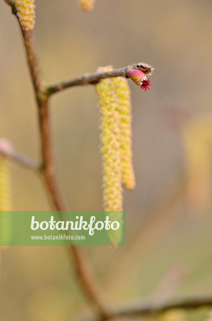 530011 - Japanese hazel (Corylus sieboldiana) with female flower