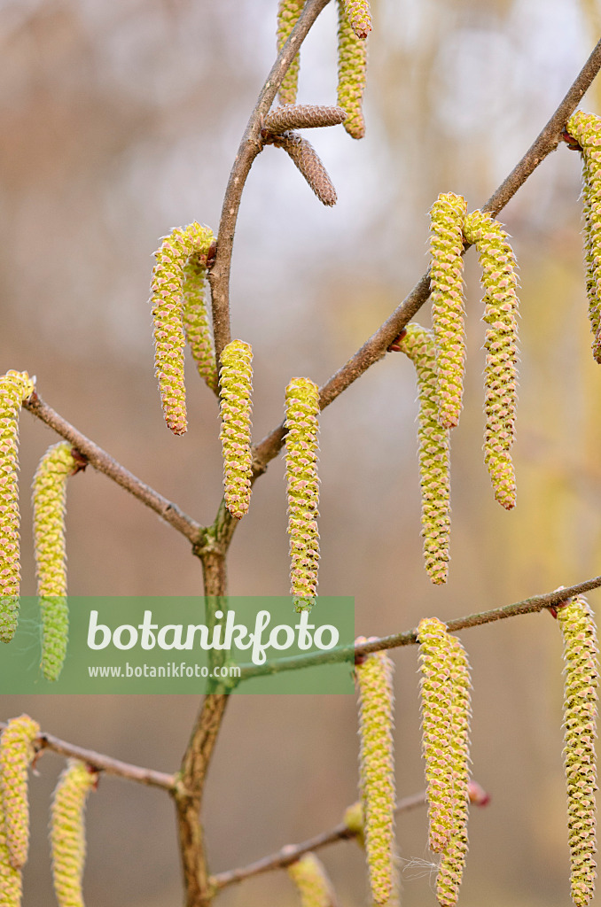530010 - Japanese hazel (Corylus sieboldiana) with male flowers