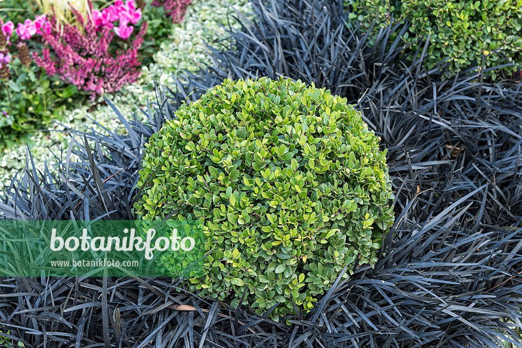 651343 - Japanese holly (Ilex crenata 'Dark Green') and black mondo (Ophiopogon planiscapus 'Nigrescens')