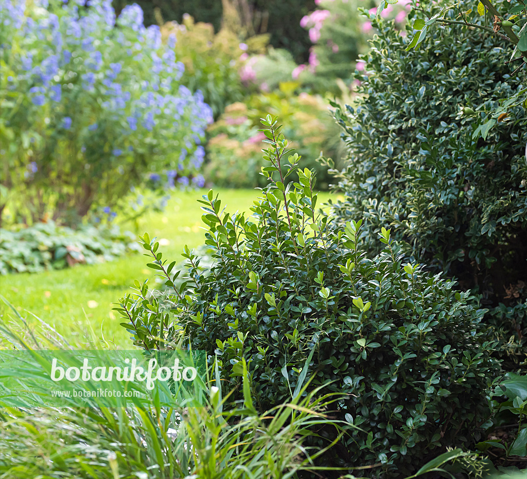 651345 - Japanese holly (Ilex crenata 'Robustico')