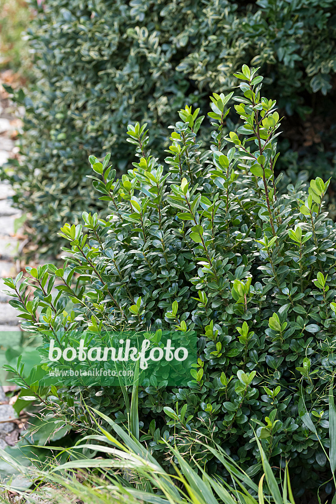 651347 - Japanese holly (Ilex crenata 'Robustico')