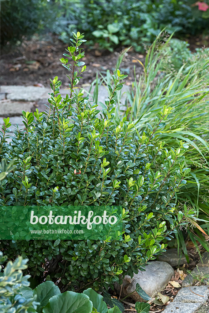 651348 - Japanese holly (Ilex crenata 'Robustico')