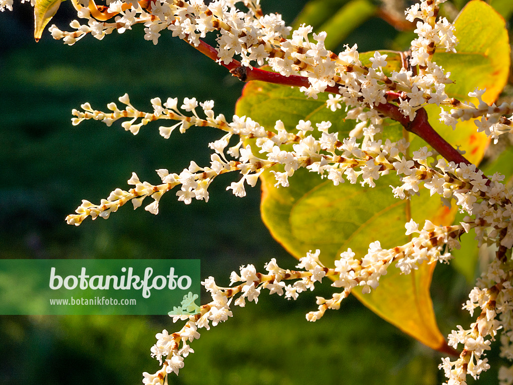 417003 - Japanese knotweed (Fallopia japonica syn. Reynoutria japonica)