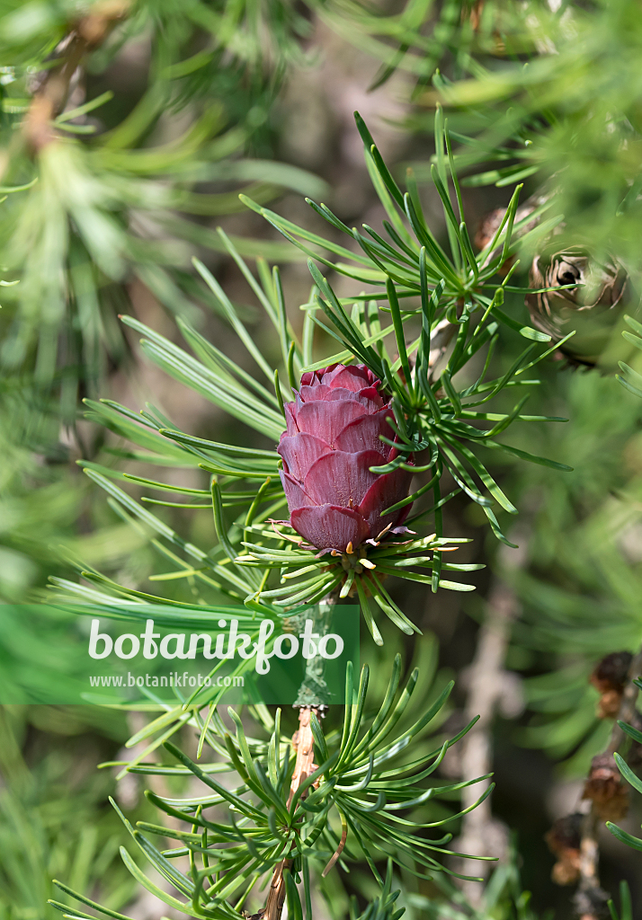 664221 - Japanese larch (Larix kaempferi 'Stiff Weeper')