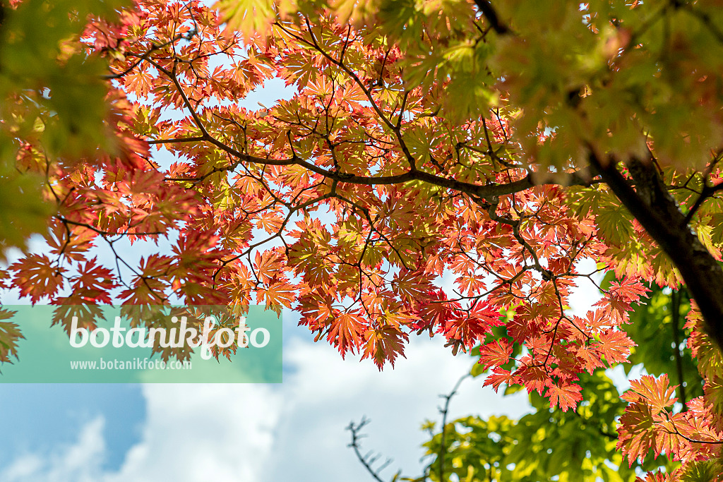 651011 - Japanese maple (Acer japonicum 'Aconitifolium')