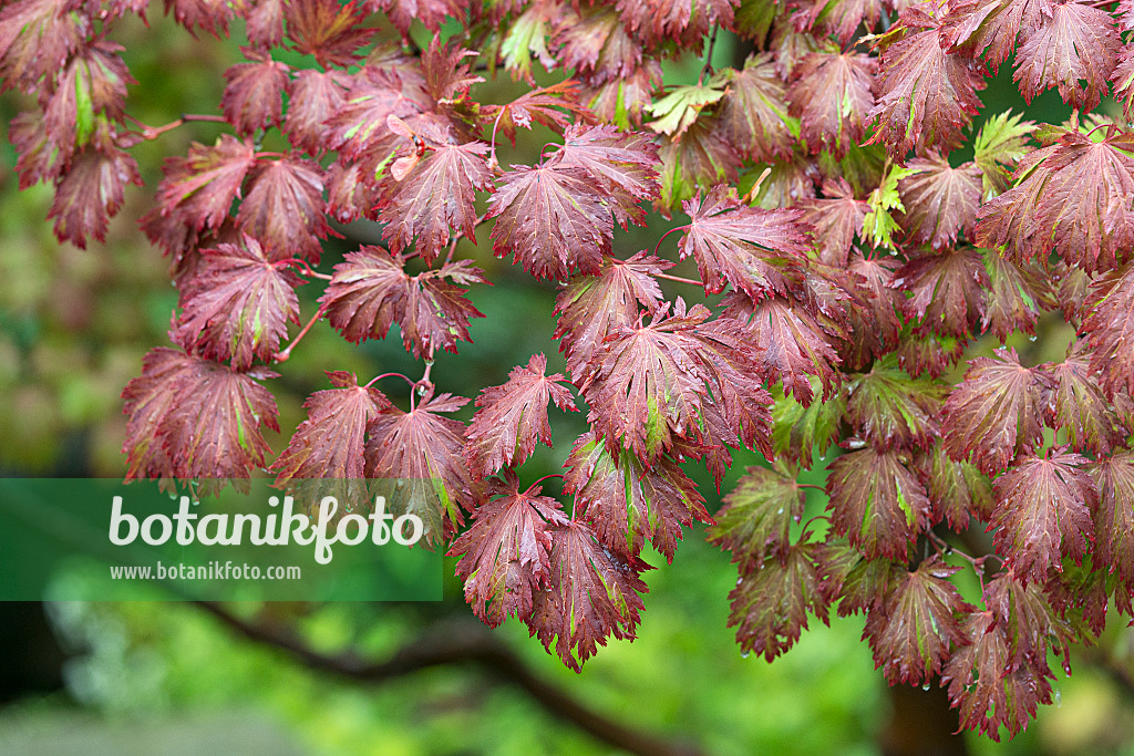 651013 - Japanese maple (Acer japonicum 'Aconitifolium')