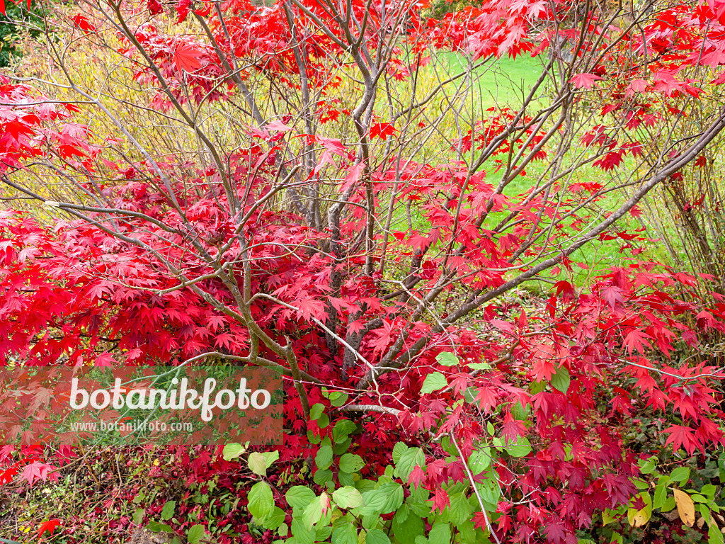 465174 - Japanese maple (Acer palmatum)