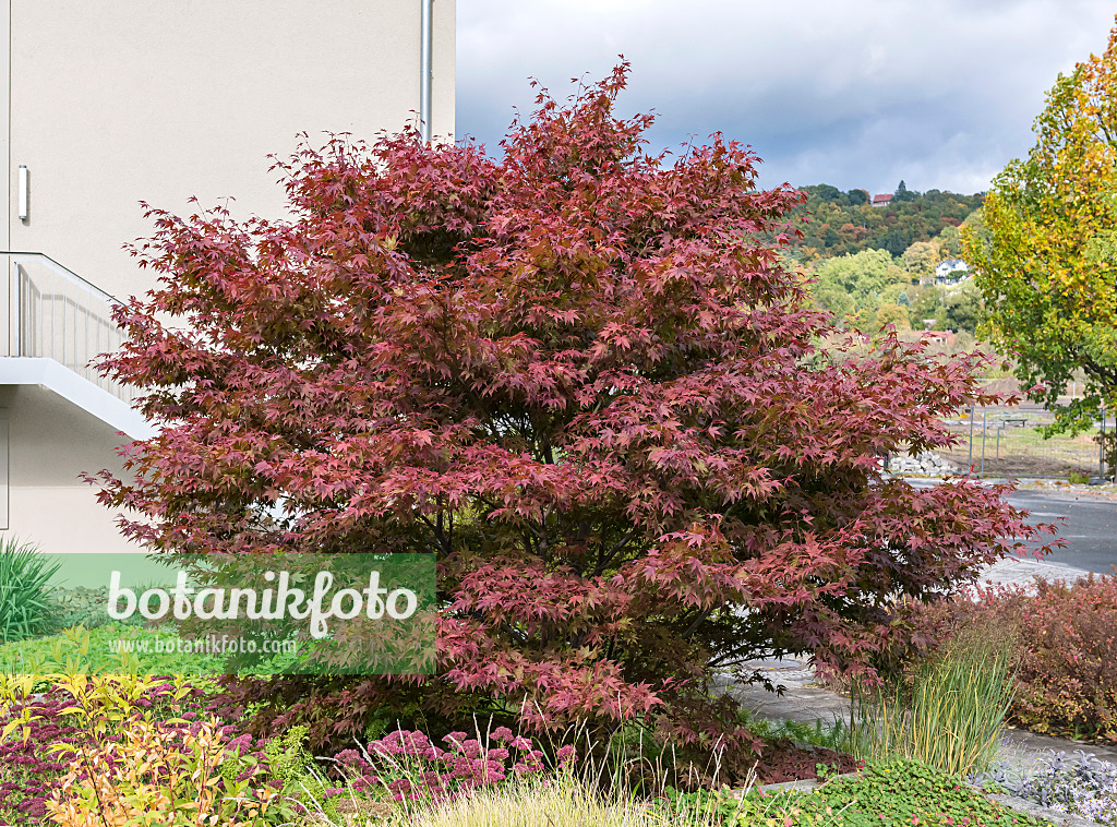 651014 - Japanese maple (Acer palmatum 'Atropurpureum')