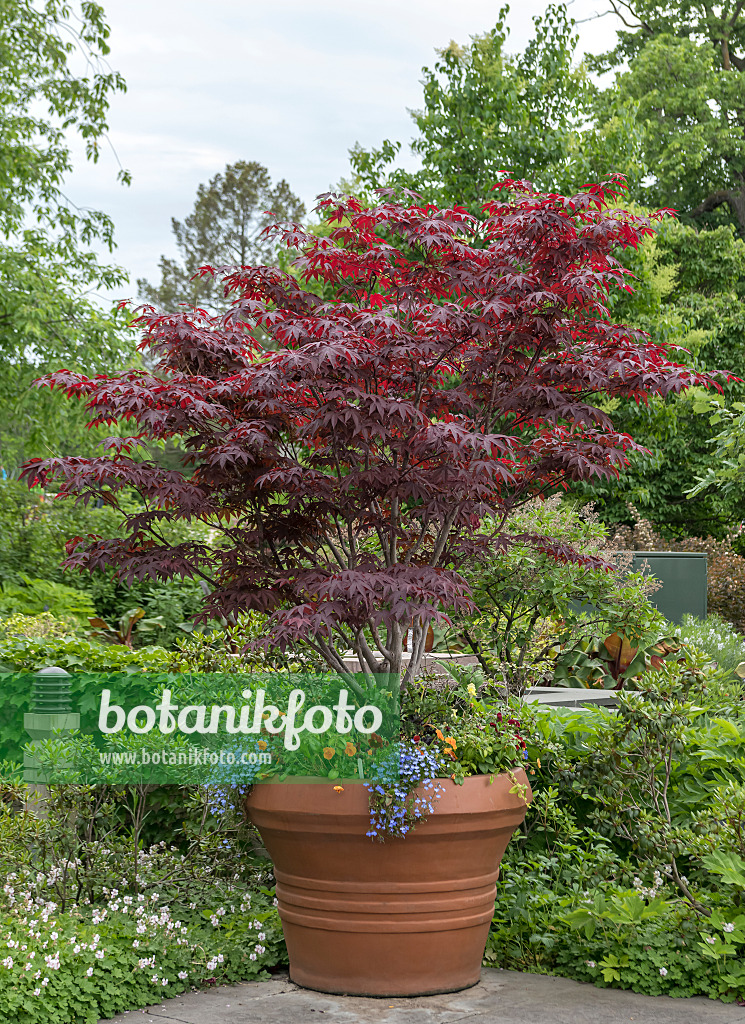651015 - Japanese maple (Acer palmatum 'Bloodgood')