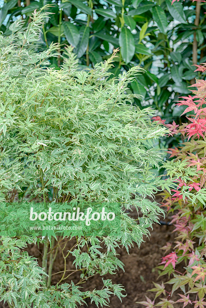 558023 - Japanese maple (Acer palmatum 'Butterfly')