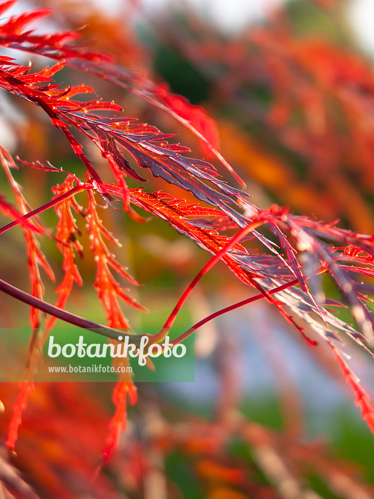 415061 - Japanese maple (Acer palmatum 'Dissectum Ornatum')