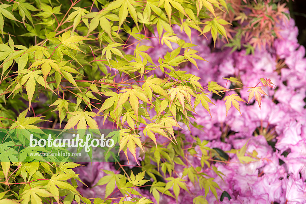 638009 - Japanese maple (Acer palmatum 'Katsura')