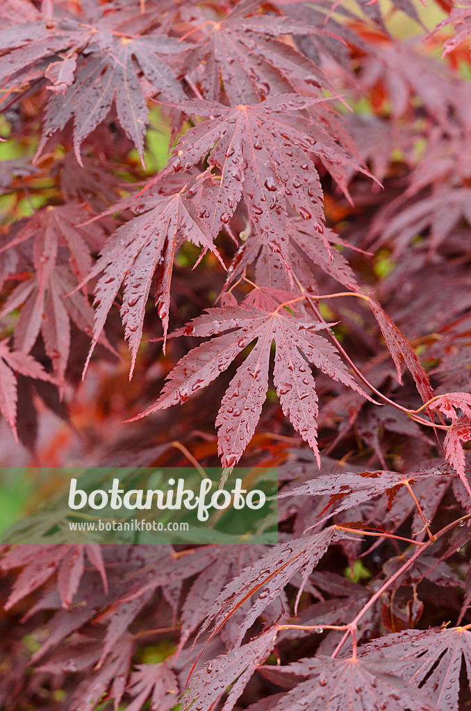 520383 - Japanese maple (Acer palmatum 'Koriba')