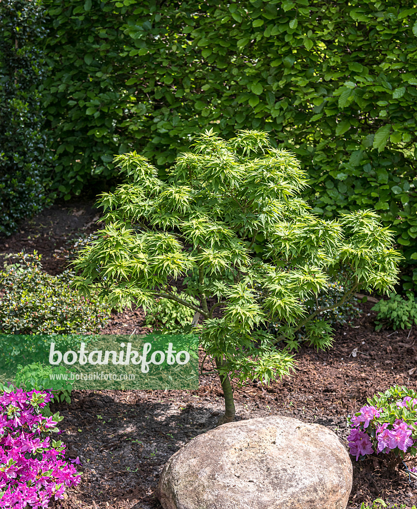 651016 - Japanese maple (Acer palmatum 'Mikawa-yatsubusa')