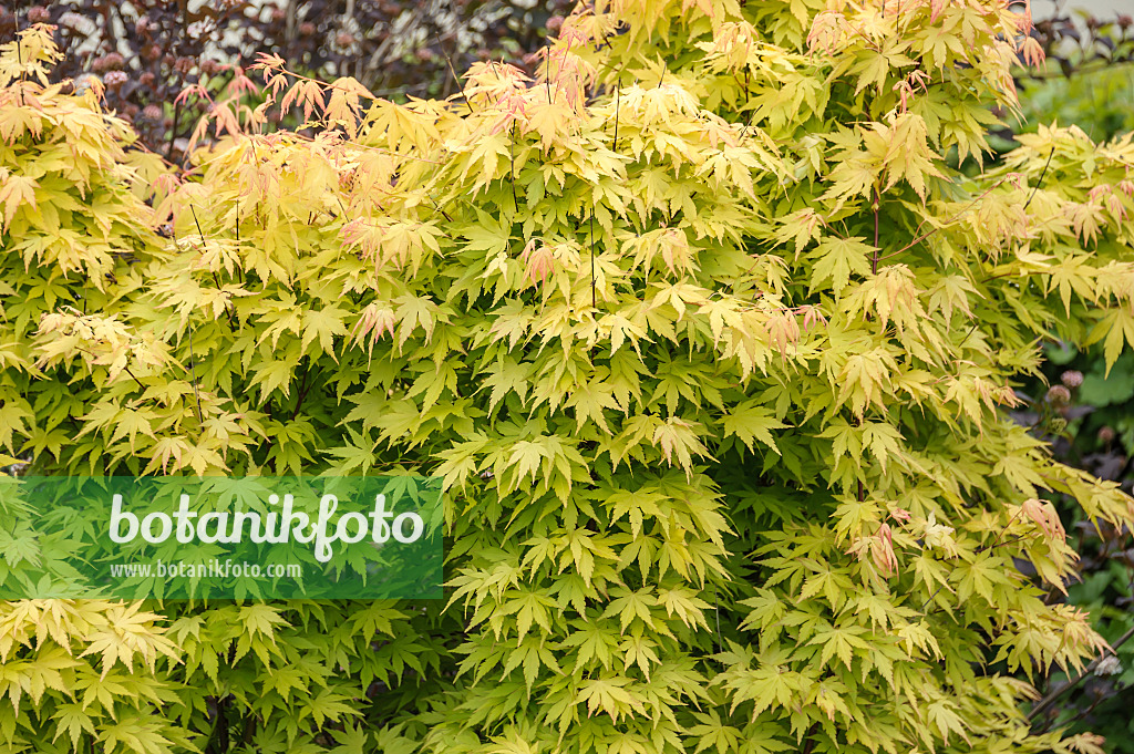 535252 - Japanese maple (Acer palmatum 'Orange Dream')