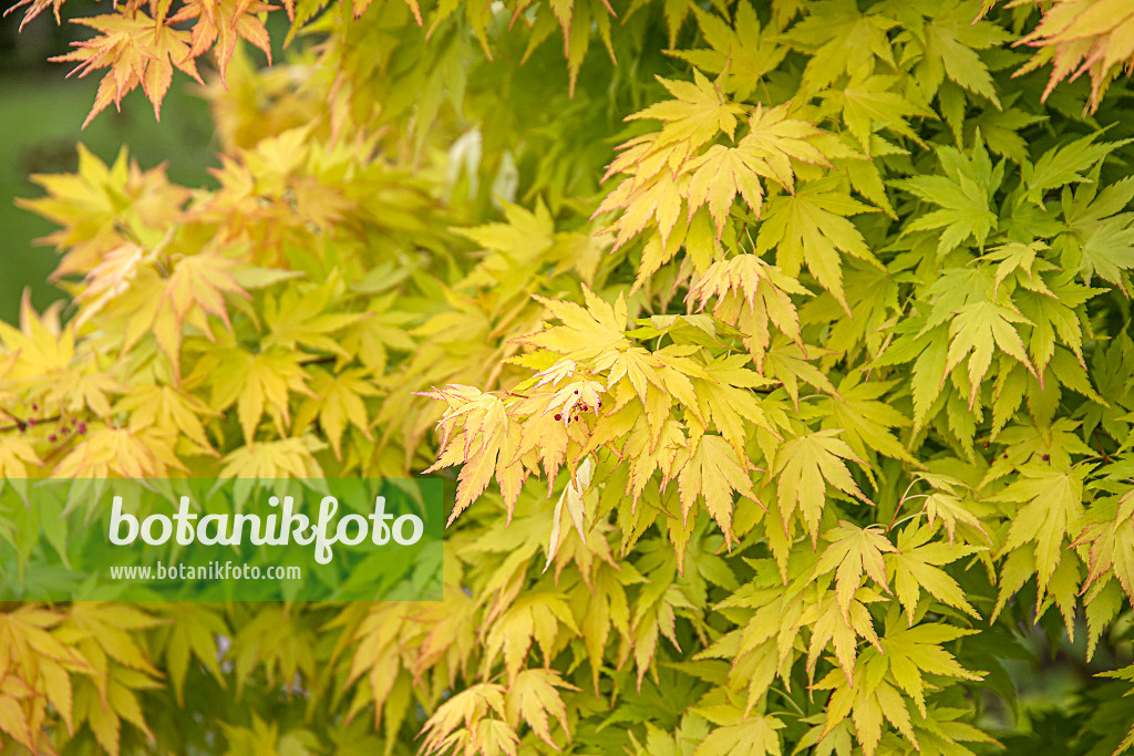 616142 - Japanese maple (Acer palmatum 'Orange Dream')