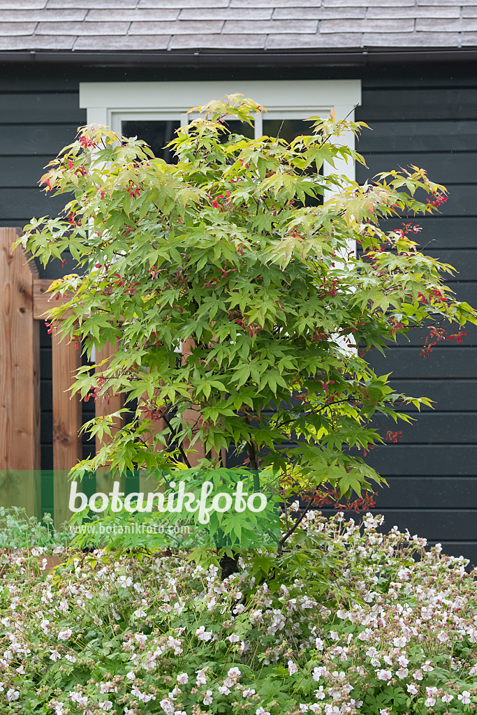 664007 - Japanese maple (Acer palmatum 'Osakazuki')