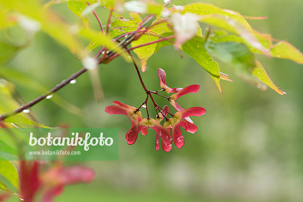 664008 - Japanese maple (Acer palmatum 'Osakazuki')